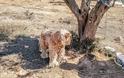 Βρήκε τον σκύλο δεμένο σε ελιά εγκαταλελειμμένο σε χωράφι στο Κορωπί Αττικής