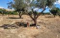 Βρήκε τον σκύλο δεμένο σε ελιά εγκαταλελειμμένο σε χωράφι στο Κορωπί Αττικής - Φωτογραφία 2