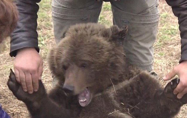 Ορφανό αρκουδάκι ζει σαν κατοικίδιο σε ρωσικό αεροδρόμιο [photos] - Φωτογραφία 7
