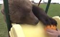 Ορφανό αρκουδάκι ζει σαν κατοικίδιο σε ρωσικό αεροδρόμιο [photos]