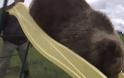 Ορφανό αρκουδάκι ζει σαν κατοικίδιο σε ρωσικό αεροδρόμιο [photos] - Φωτογραφία 4