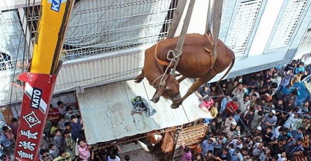 Η διάσωση αγελάδας και ταύρου με… γερανό από ταράτσα - Φωτογραφία 4