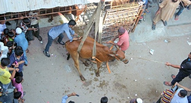 Η διάσωση αγελάδας και ταύρου με… γερανό από ταράτσα - Φωτογραφία 7