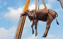 Η διάσωση αγελάδας και ταύρου με… γερανό από ταράτσα - Φωτογραφία 5