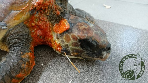 Νάξος: Βρήκαν την τραυματισμένη θαλάσσια χελώνα να έχει καταπιεί πετονιά - Φωτογραφία 1