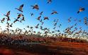 Καμπανάκι από την Κομισιόν για τον Νέστο - Ζητά μέτρα για την προστασία των πτηνών από δηλητηριάσεις