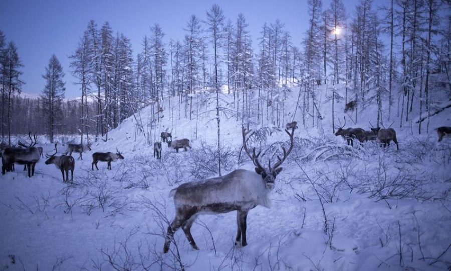 Εφιάλτης πριν τα Χριστούγεννα: Η Ρωσία ετοιμάζεται να θανατώσει 250.000 ταράνδους - Φωτογραφία 1