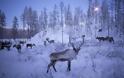 Εφιάλτης πριν τα Χριστούγεννα: Η Ρωσία ετοιμάζεται να θανατώσει 250.000 ταράνδους