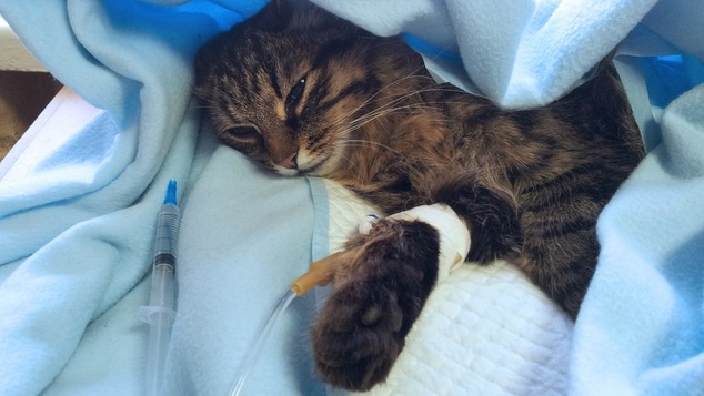 Eπιδημία έχει εξολοθρεύσει τις μισές γάτες στη Θεσσαλονίκη - Τι να προσέξετε - Φωτογραφία 1