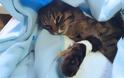 Eπιδημία έχει εξολοθρεύσει τις μισές γάτες στη Θεσσαλονίκη - Τι να προσέξετε