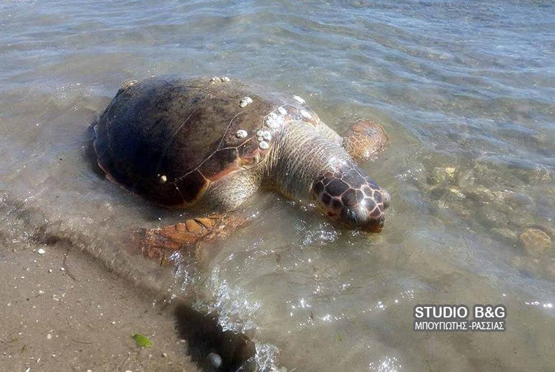 Ακόμα μια χελώνα καρέτα ξεβράστηκε νεκρή στο Τημένιο Άργους - Φωτογραφία 1
