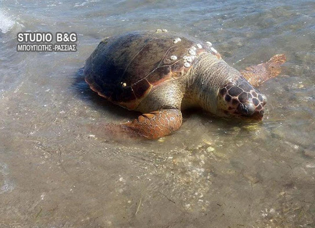 Ακόμα μια χελώνα καρέτα ξεβράστηκε νεκρή στο Τημένιο Άργους - Φωτογραφία 2