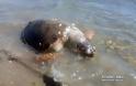 Ακόμα μια χελώνα καρέτα ξεβράστηκε νεκρή στο Τημένιο Άργους