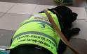 Περιορισμούς στην πρόσβαση σκύλων - οδηγών τυφλών ατόμων σε καταστήματα υγειονομικού ενδιαφέροντος προκαλεί το ειδικό αυτοκόλλητο του Υπ. Υγείας - Φωτογραφία 1