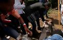 Δεκάδες άνθρωποι ποδοπατήθηκαν μέχρι θανάτου σε γιορτή στην Αιθιοπία [σκληρές εικόνες + video] - Φωτογραφία 7