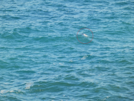 Καταρρακωμένη η Χαρούλα Αλεξίου - ΛΥΘΗΚΕ ΤΟ ΜΥΣΤΗΡΙΟ με το πτώμα στη θάλασσα - Φωτογραφία 3