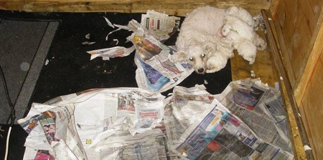 Σπείρα θησαύριζε από παράνομο εκτροφείο σκύλων - Φωτογραφία 1
