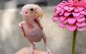 Το φαλακρό πουλί κερδίζει τις καρδιές χιλιάδων αφού χτυπήθηκε από ιό - Φωτογραφία 1
