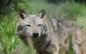 Τρεις λύκοι πέθαναν το τελευταίο διάστημα στο καταφύγιο του «Αρκτούρου» στη Φλώρινα