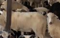 Καθημερινές οι κλοπές ζώων σε χωριά του Ηρακλείου - Ανησυχία στους κατοίκους