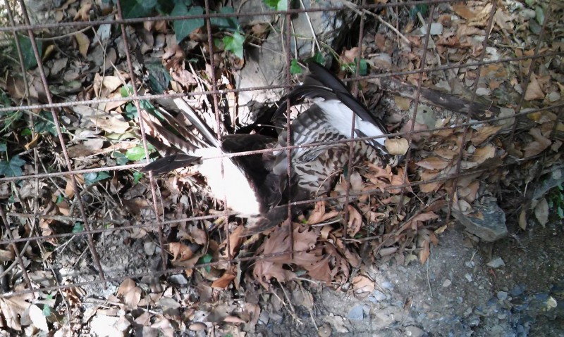 Ελευθέρωσε εγκλωβισμένο γεράκι στις Βουκολιές [photos] - Φωτογραφία 2