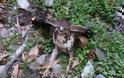 Ελευθέρωσε εγκλωβισμένο γεράκι στις Βουκολιές [photos]