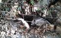 Ελευθέρωσε εγκλωβισμένο γεράκι στις Βουκολιές [photos] - Φωτογραφία 3