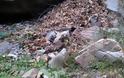 Ελευθέρωσε εγκλωβισμένο γεράκι στις Βουκολιές [photos] - Φωτογραφία 4