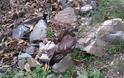 Ελευθέρωσε εγκλωβισμένο γεράκι στις Βουκολιές [photos] - Φωτογραφία 5