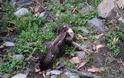 Ελευθέρωσε εγκλωβισμένο γεράκι στις Βουκολιές [photos] - Φωτογραφία 6