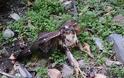 Ελευθέρωσε εγκλωβισμένο γεράκι στις Βουκολιές [photos] - Φωτογραφία 7