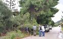 Ανεμοστρόβιλος ξήλωσε σκεπές και έριξε δέντρα στη Ζάκυνθο - Ζημιές σε Λαγανά, Τσιλιβί και Βασιλικό - Φωτογραφία 2