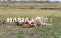 Ηλεία: Κεραυνός σκότωσε αγελάδες - Απόγνωση για τις καταστροφές της κακοκαιρίας στη Γαστούνη - Φωτογραφία 3