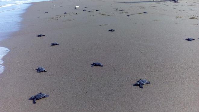 Τα τελευταία... αργοπορημένα χελωνάκια του Εθνικού Πάρκου Κοτυχίου - Στροφυλιάς -  ΔΕΙΤΕ τα - Φωτογραφία 1