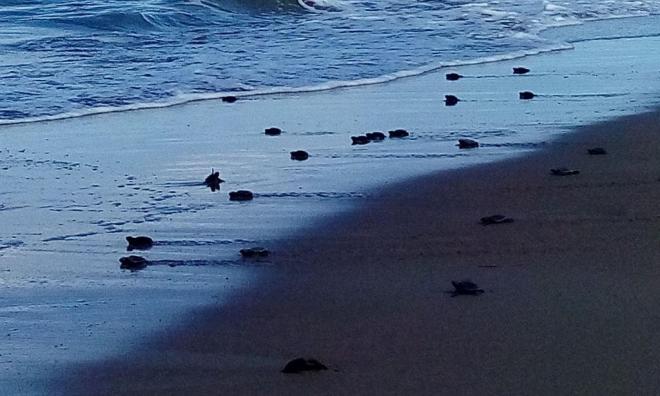 Τα τελευταία... αργοπορημένα χελωνάκια του Εθνικού Πάρκου Κοτυχίου - Στροφυλιάς -  ΔΕΙΤΕ τα - Φωτογραφία 6