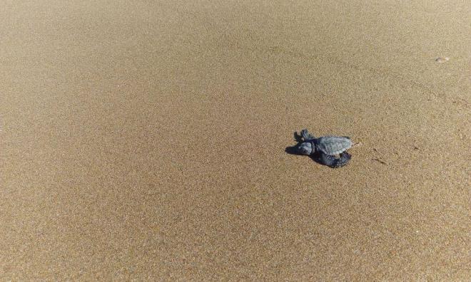 Τα τελευταία... αργοπορημένα χελωνάκια του Εθνικού Πάρκου Κοτυχίου - Στροφυλιάς -  ΔΕΙΤΕ τα - Φωτογραφία 7