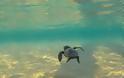 Τα τελευταία... αργοπορημένα χελωνάκια του Εθνικού Πάρκου Κοτυχίου - Στροφυλιάς -  ΔΕΙΤΕ τα - Φωτογραφία 2