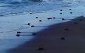 Τα τελευταία... αργοπορημένα χελωνάκια του Εθνικού Πάρκου Κοτυχίου - Στροφυλιάς -  ΔΕΙΤΕ τα - Φωτογραφία 6