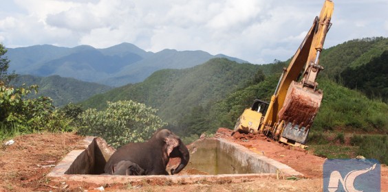 Διάσωση τριών ελεφάντων με εκσκαφέα στην Κίνα [photos] - Φωτογραφία 1