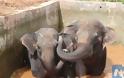 Διάσωση τριών ελεφάντων με εκσκαφέα στην Κίνα [photos] - Φωτογραφία 4