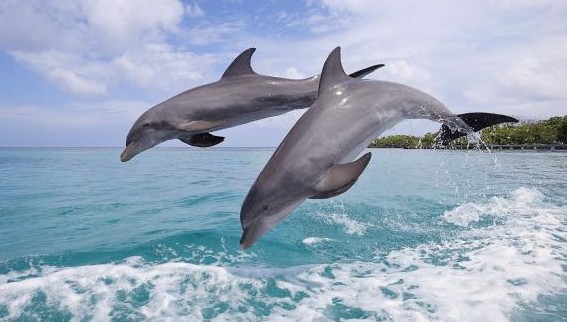 Γιατί τα δελφίνια πηδούν έξω από το νερό; - Φωτογραφία 1