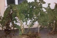 Από Αστυνομικούς του Τμήματος Ασφαλείας Θηβών, εντοπίστηκε φυτεία δενδρυλλίων κάνναβης, σε αγροτική περιοχή της Θήβαςl
