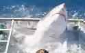 Δύτης εγκλωβίζεται σε κλουβί με λευκό καρχαρία! [video]