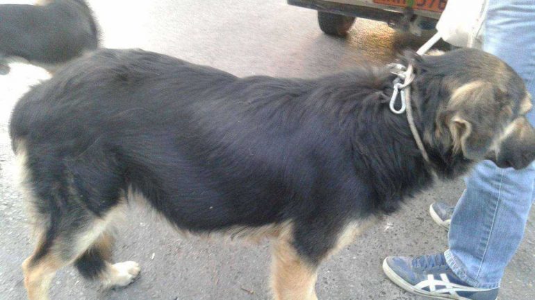 Εγκληματούν εγκαταλείποντας εκπαιδευμένα σκυλιά ράτσας - Καθημερινό το φαινόμενο! - Φωτογραφία 1