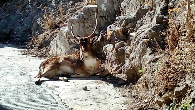 Χτυπημένο ελάφι στην σπονδυλική στήλη στην Μύρινα [video] - Φωτογραφία 2