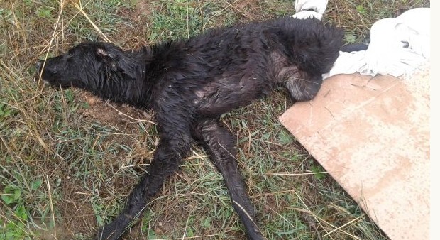 Γεμάτος σκάγια ο σκύλος που χτυπήθηκε και από αυτοκίνητο στην Κερατέα Αττικής - Φωτογραφία 1