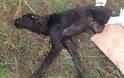 Γεμάτος σκάγια ο σκύλος που χτυπήθηκε και από αυτοκίνητο στην Κερατέα Αττικής
