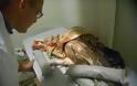 Πολύωρη χειρουργική για νεαρό γύπα που βρέθηκε στο Σίσι Λασιθίου - Φωτογραφία 2