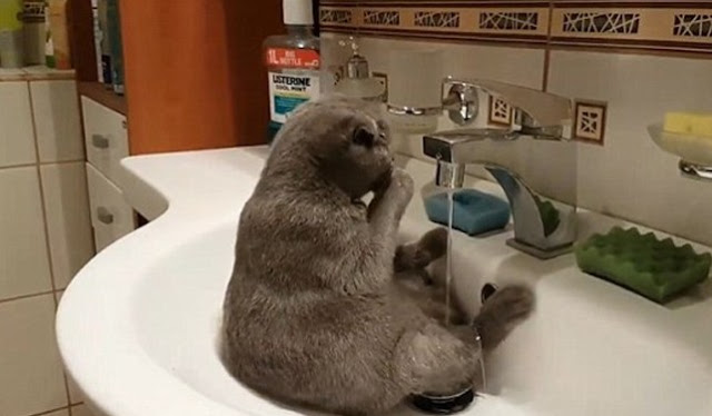Η γάτα που λατρεύει το νερό - Φωτογραφία 2
