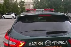 Διέσωσαν τραυματισμένο ζαρκάδι στην Ξάνθη - Μεταφέρθηκε από το Δασαρχείο στην Θεσσαλονίκη